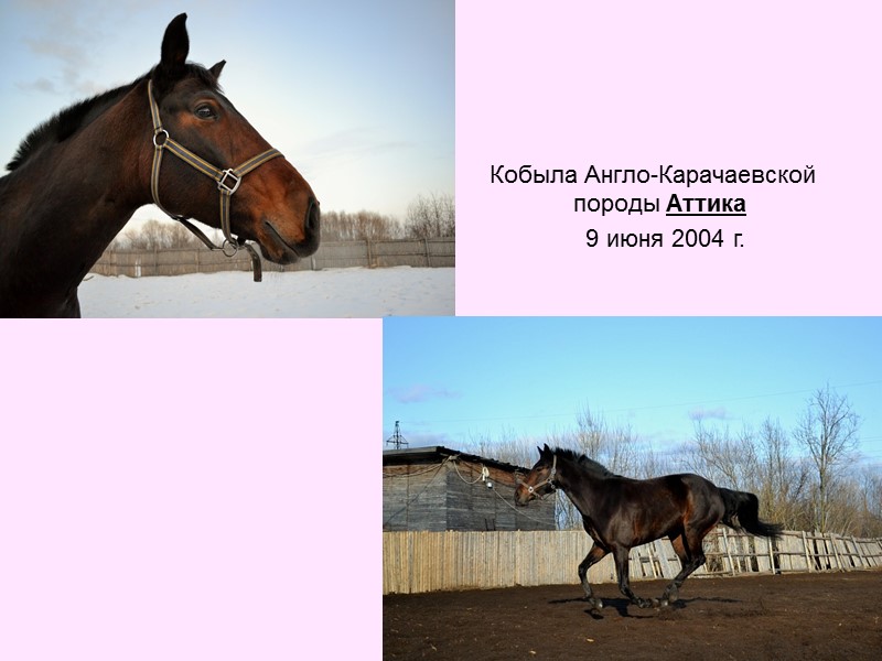 Кобыла Англо-Карачаевской      породы Аттика     